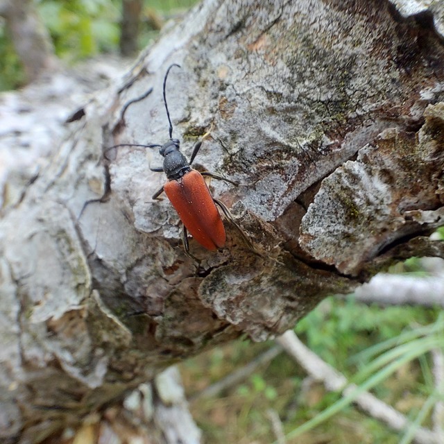 Anastrangalia sanguinolenta - kétszínű virágcincér