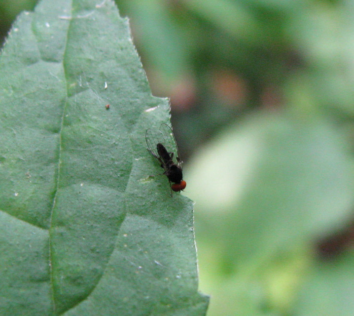 Platypezidae - kormoslegyek