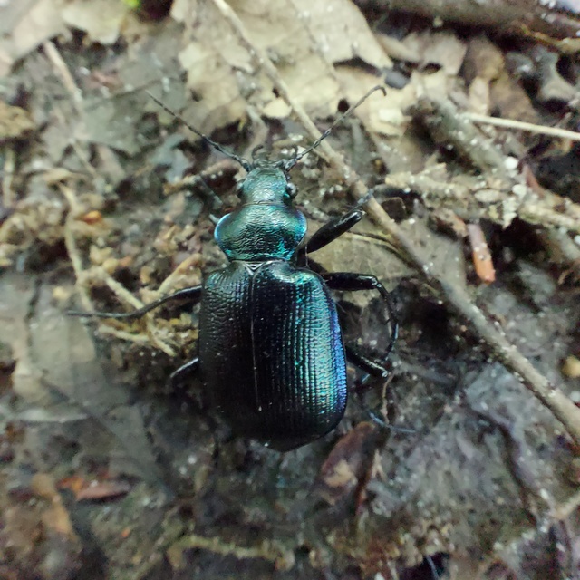 Calosoma inquisitor - kis bábrabló