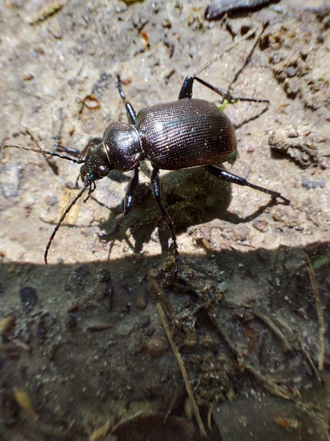 Calosoma inquisitor - kis bábrabló