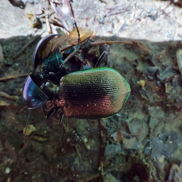 Calosoma inquisitor - kis bábrabló