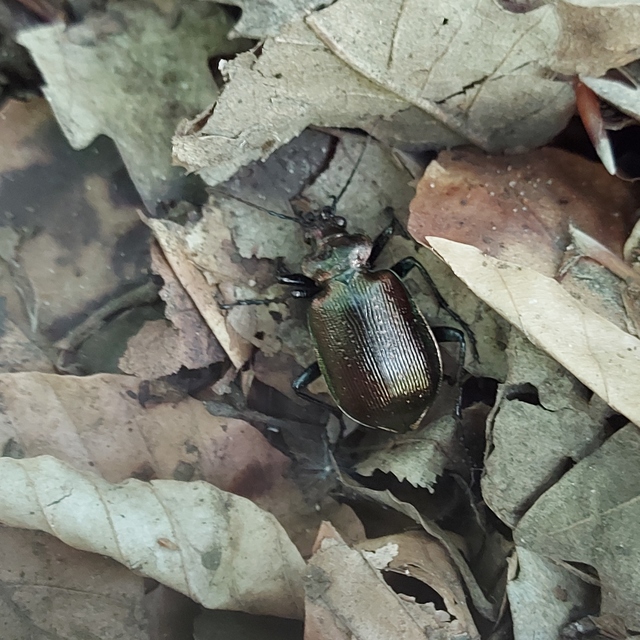 Calosoma inquisitor - kis bábrabló