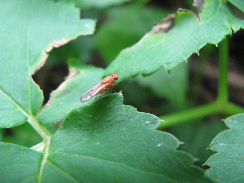 Opomyza florum