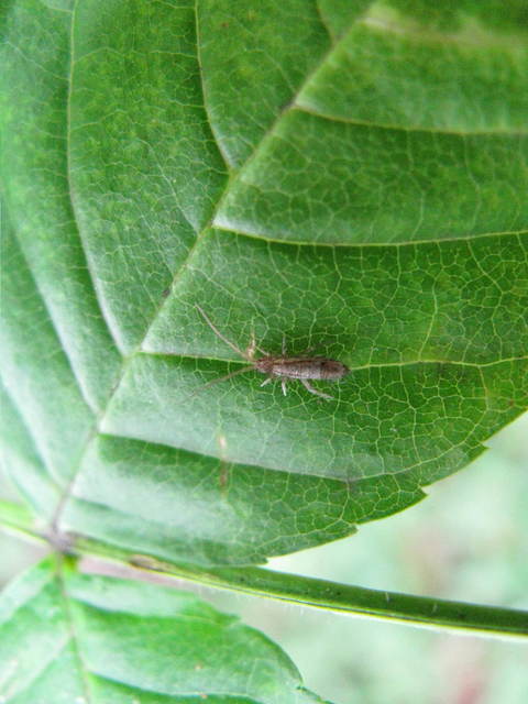 Orchesella flavescens