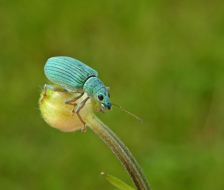 Polydrusus formosus - selymes lombormányos