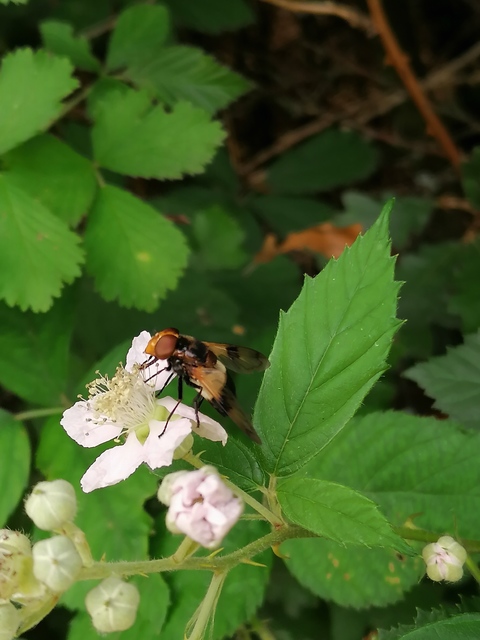 Volucella pellucens - üvegpotrohú pihelégy