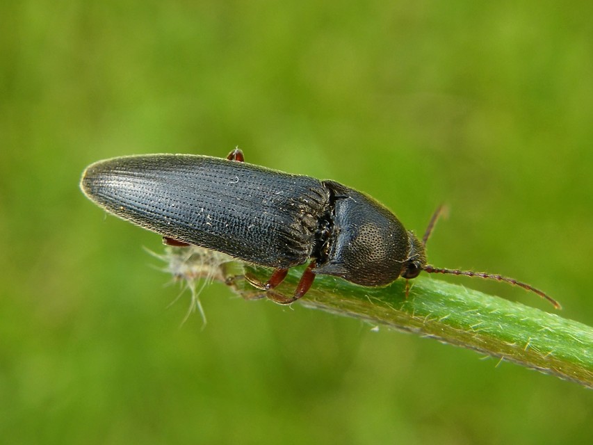 Melanotus