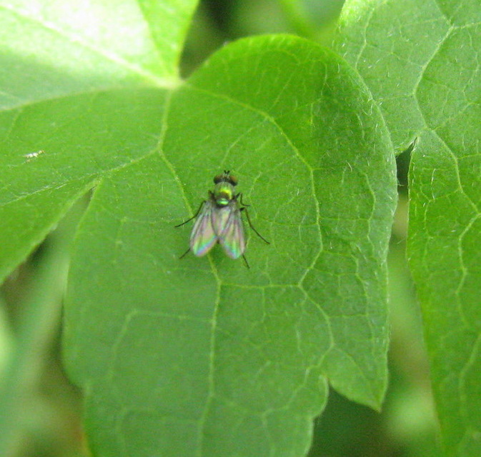 Dolichopodidae - szúnyoglábú legyek