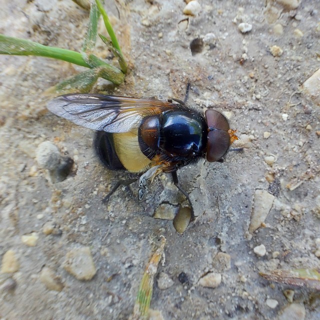 Volucella pellucens - üvegpotrohú pihelégy