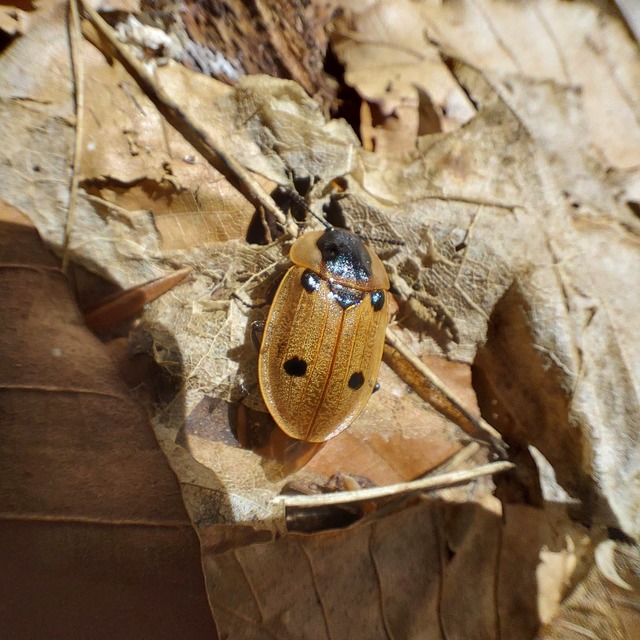 Dendroxena quadrimaculata - négypettyes dögbogár