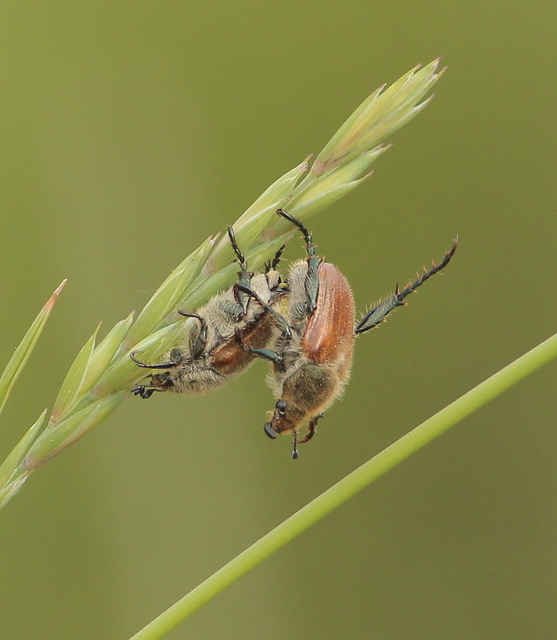 Chaetopteroplia segetum - rozsszipoly