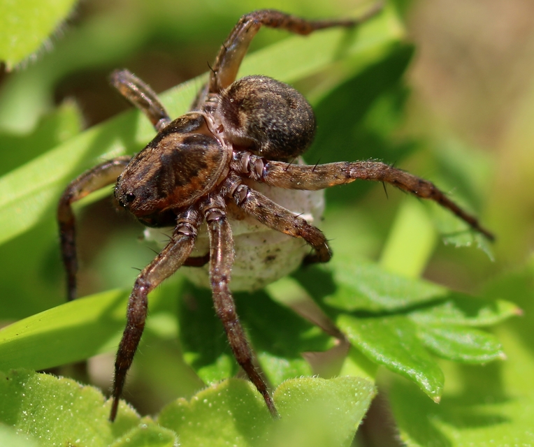 Trochosa
