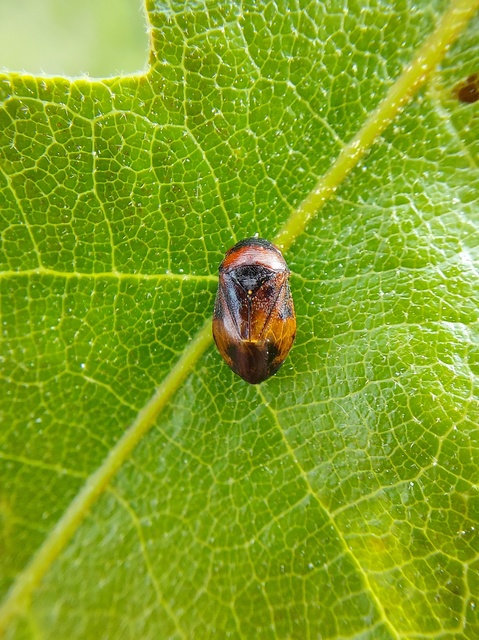 Penthimia nigra - fekete kabóca Penthimia nigra - fekete kabóca