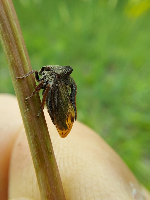 Centrotus cornutus - szarvaskabóca