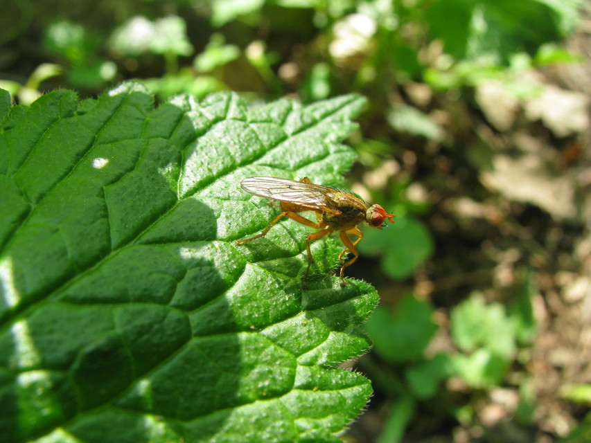Scathophaga