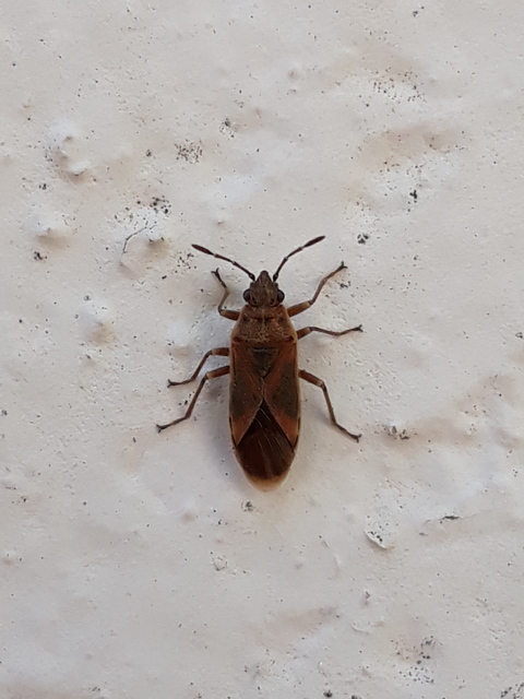 Arocatus longiceps - platánbodobács