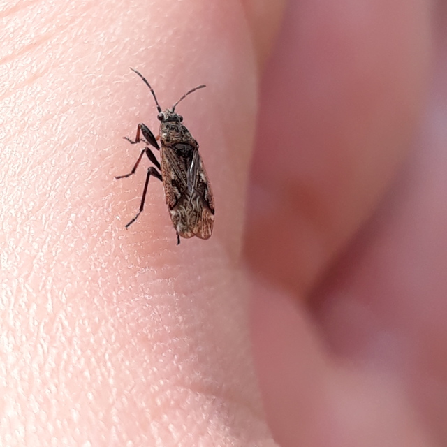 Sphragisticus nebulosus - foltos bodobács