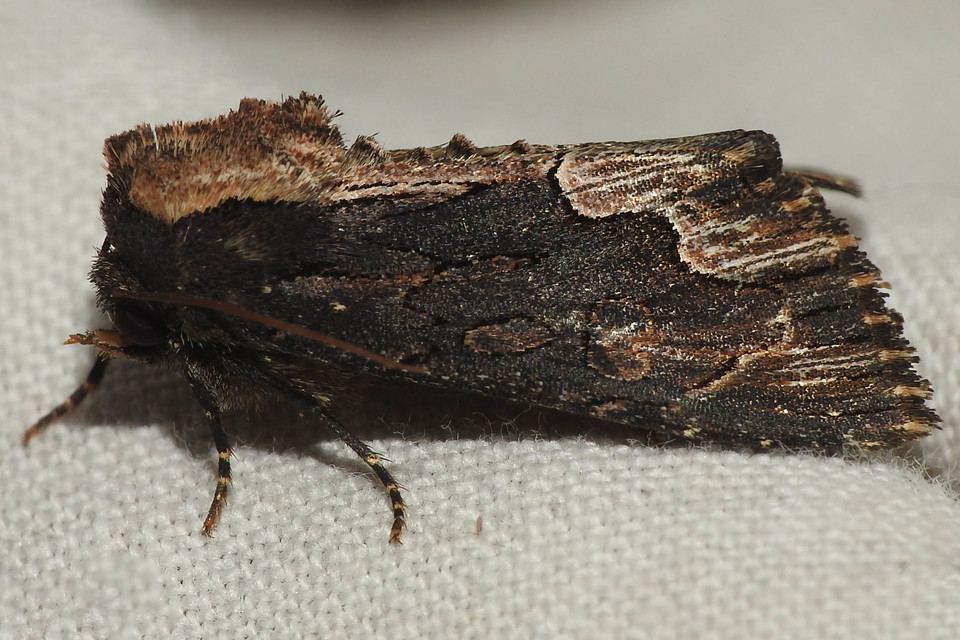 Dypterygia scabriuscula - szurokbarna nyáribagoly