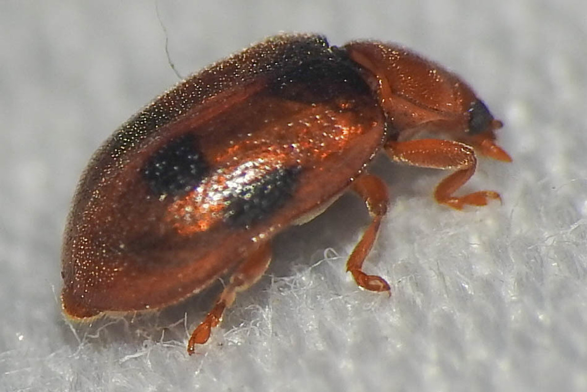 Coccidula scutellata - mocsári félböde