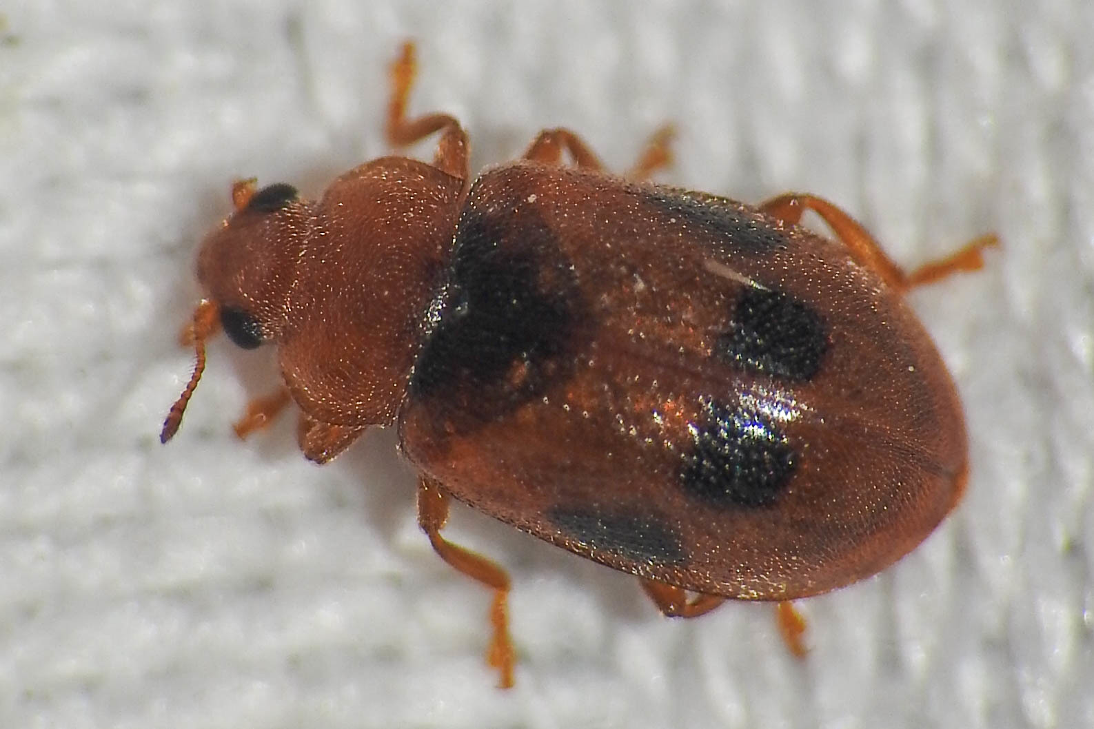 Coccidula scutellata - mocsári félböde