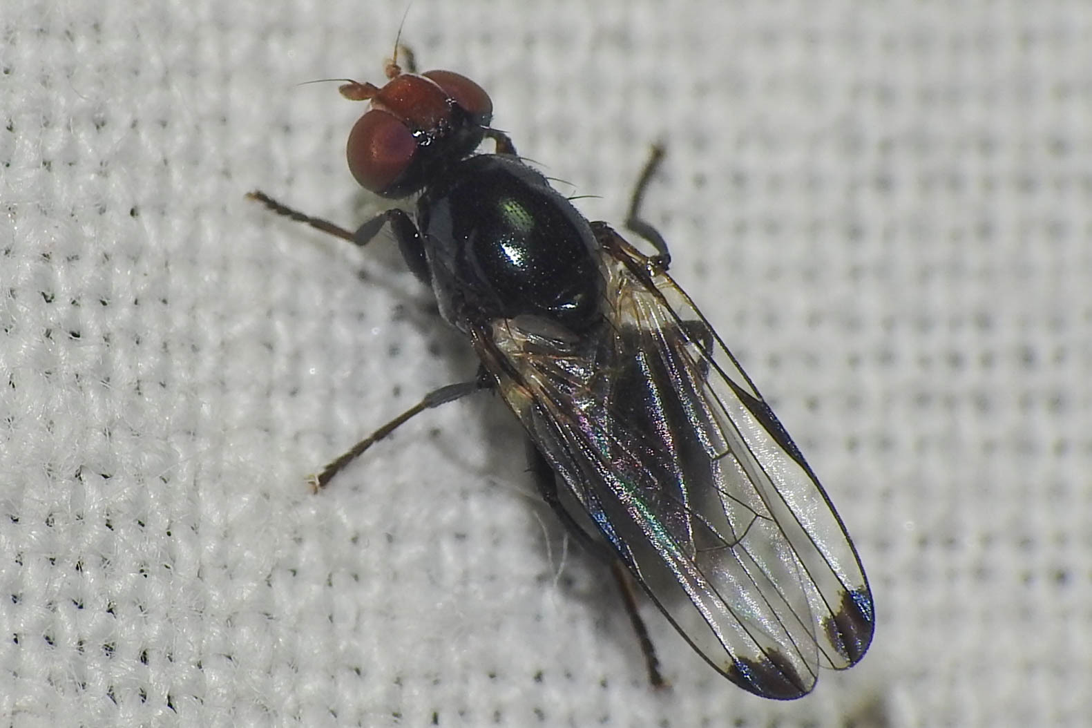 Seioptera vibrans