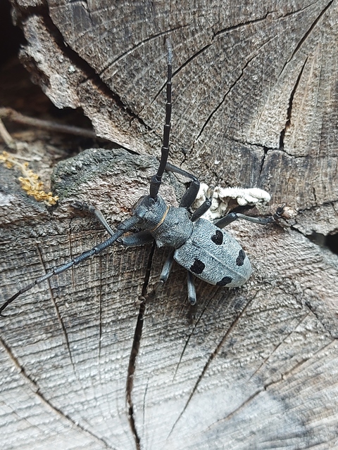 Morimus asper funereus - gyászcincér