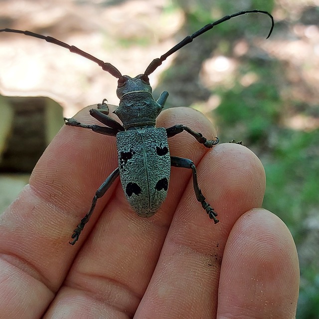 Morimus asper funereus - gyászcincér