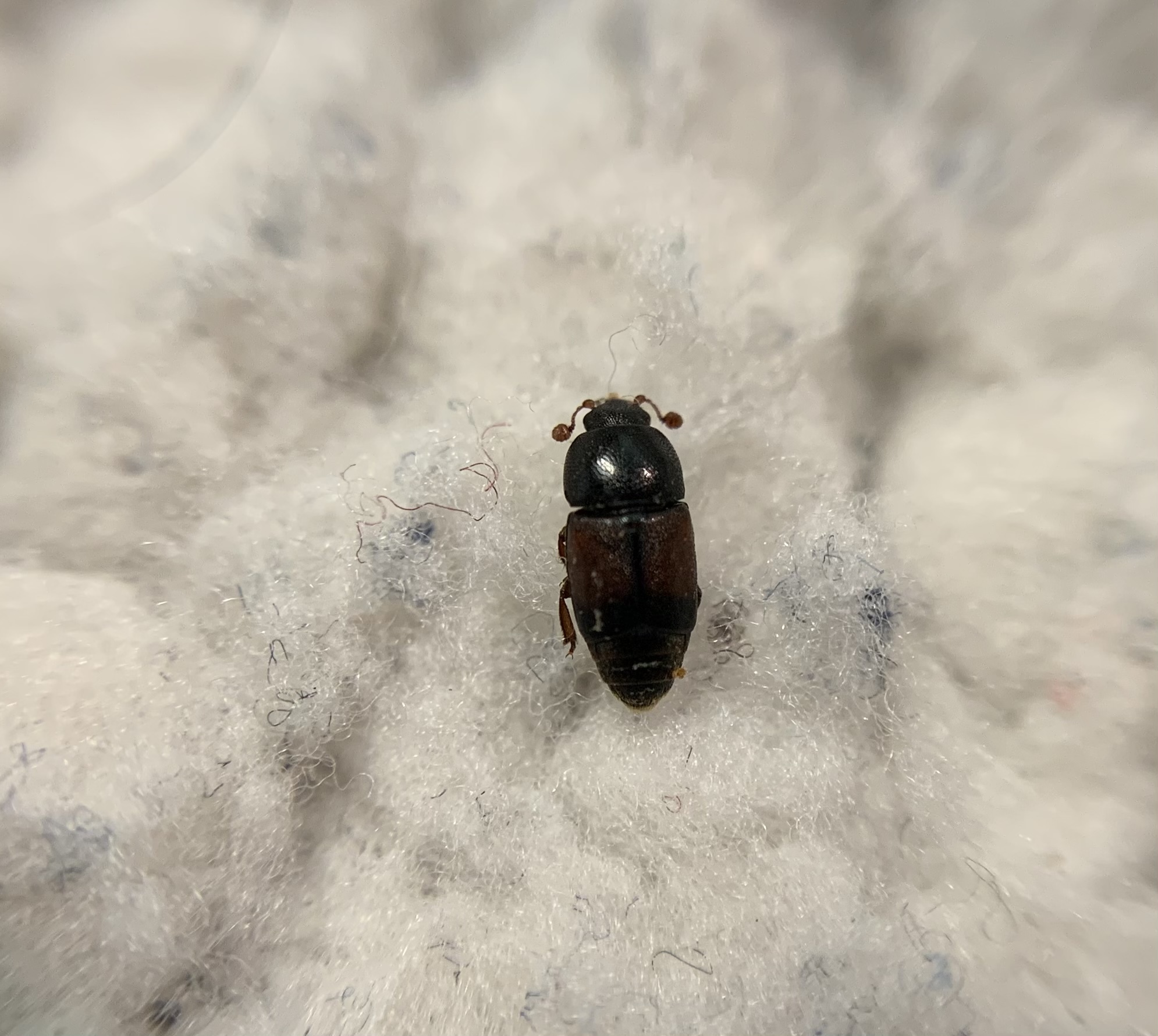 Urophorus rubripennis - vörösszárnyú gyümölcsfénybogár