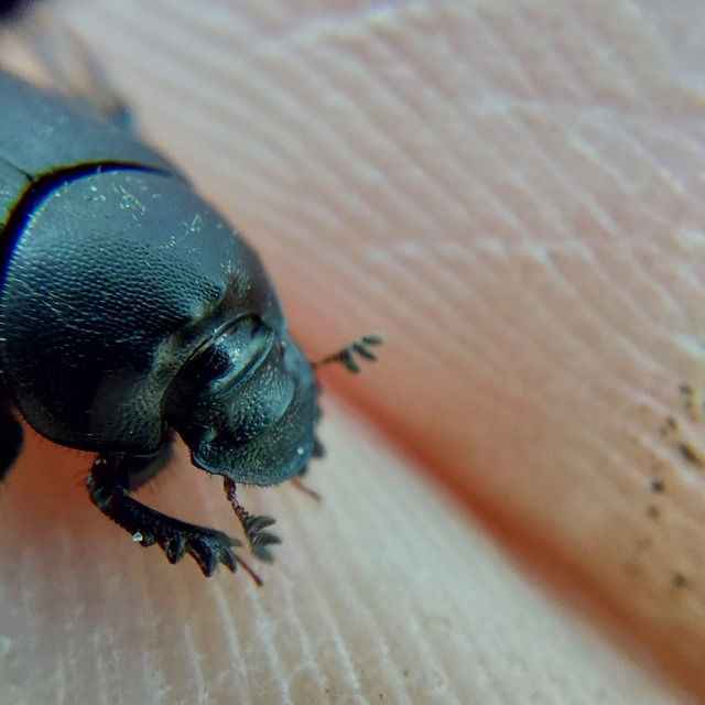 Onthophagus verticicornis - fekete trágyatúró