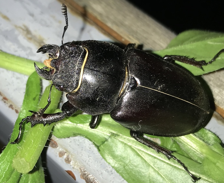 Lucanus cervus - nagy szarvasbogár Lucanus cervus - nagy szarvasbogár