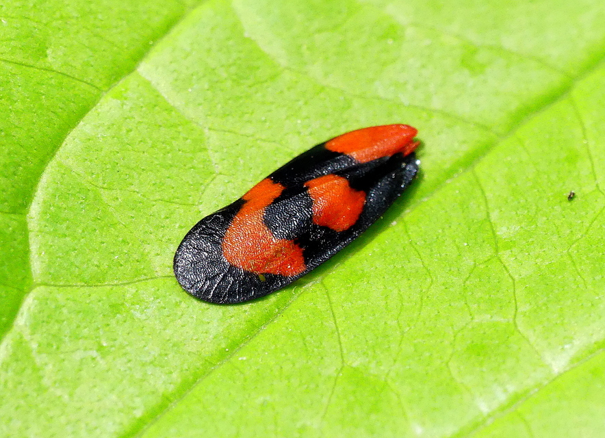 Cercopis