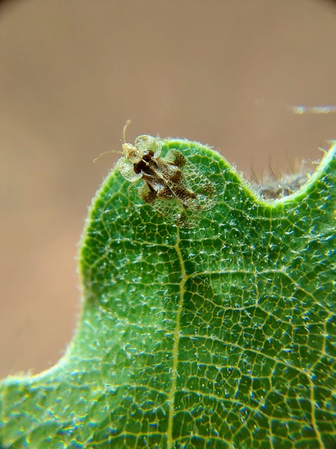 Corythucha arcuata - tölgy-csipkéspoloska