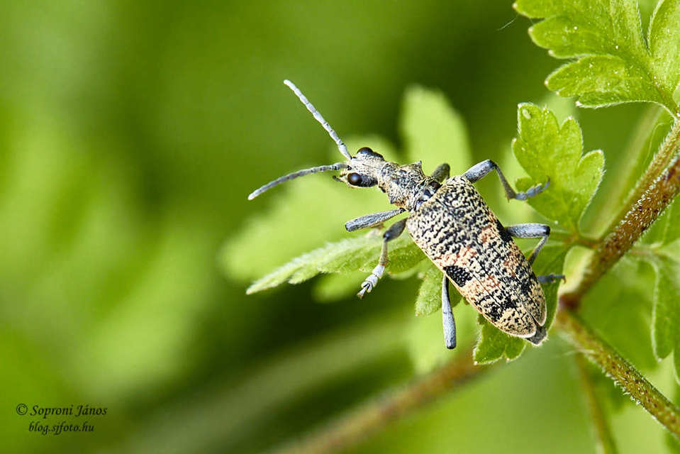 Rhagium mordax - cser-tövisescincér