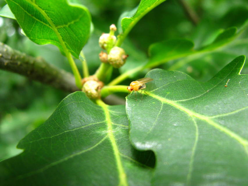 Lauxaniidae - pudvalegyek