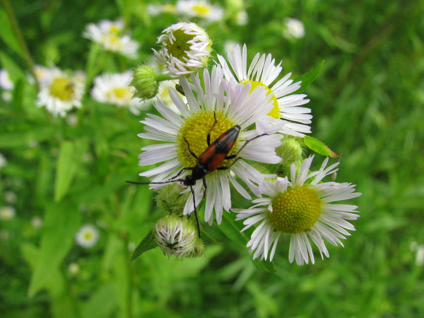 Stenurella bifasciata - kétöves karcsúcincér