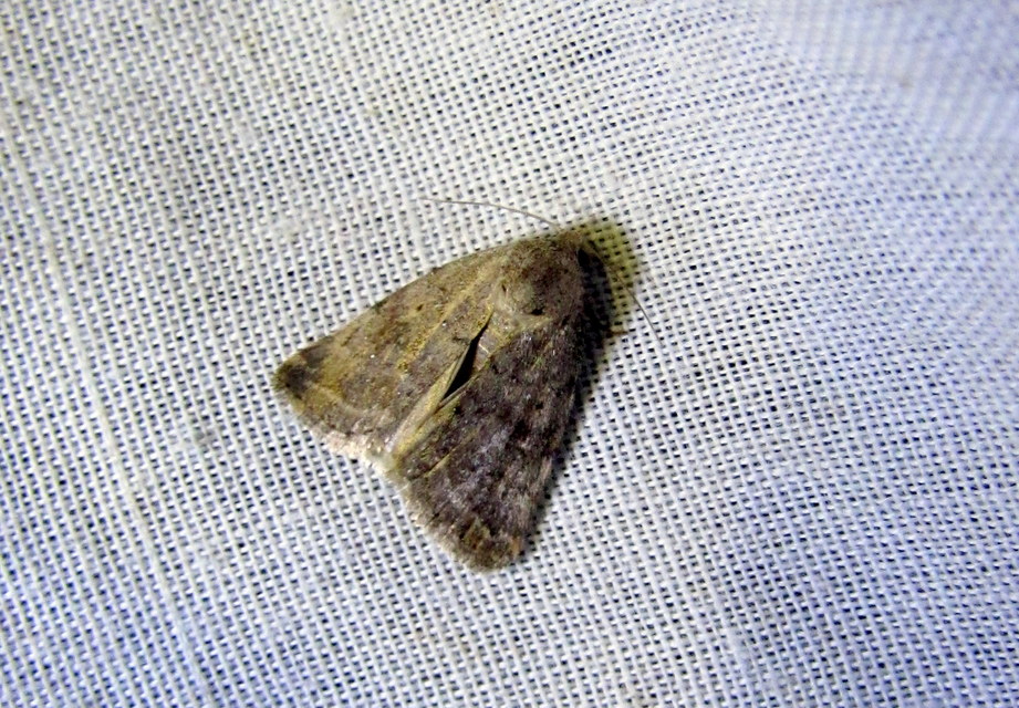 Athetis gluteosa - nyugtalan lápibagoly