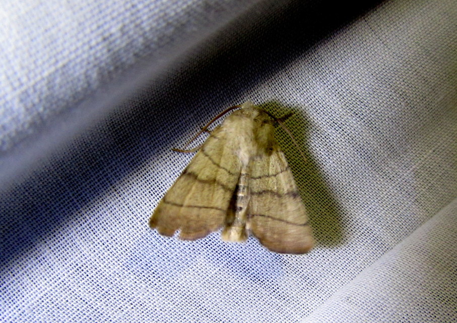 Charanyca trigrammica - háromsávos lombbagoly