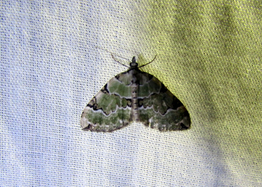 Colostygia pectinataria - zöld levélaraszoló