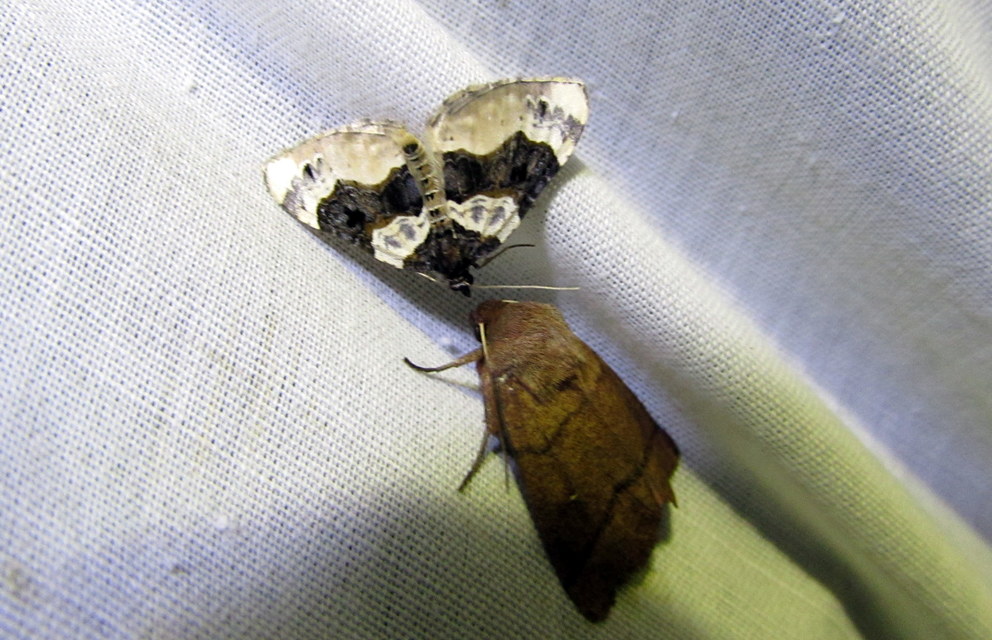 Cosmorhoe ocellata - szemes galajaraszoló