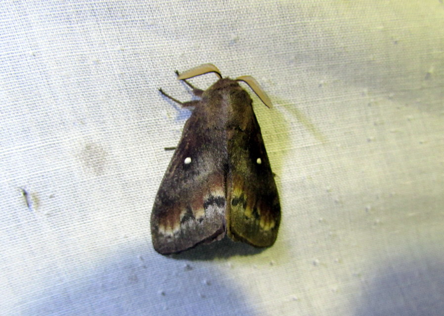 Dendrolimus pini - fenyőpohók