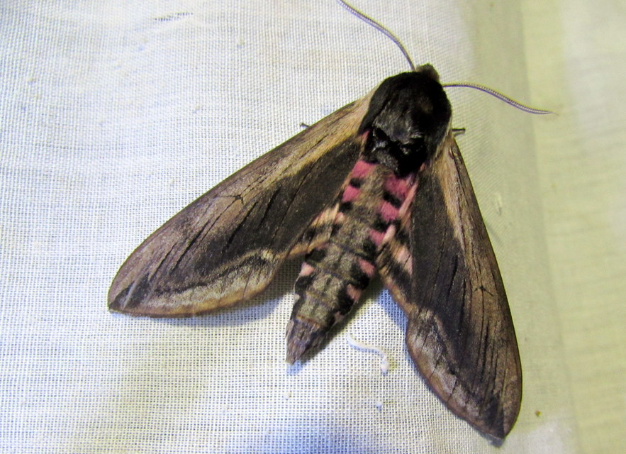 Sphinx ligustri - fagyalszender