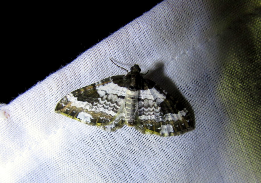 Melanthia procellata - hullámos tarkaaraszoló