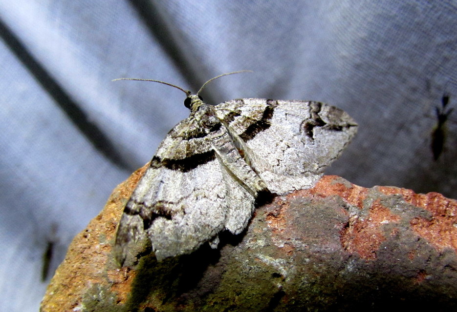 Pareulype berberata - sóskafa-tarkaaraszoló