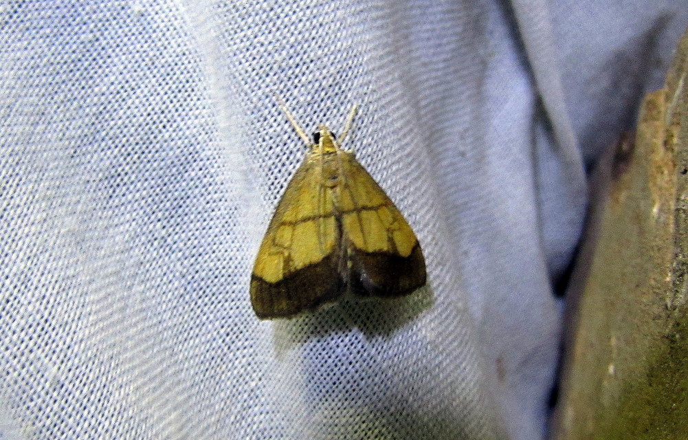Evergestis limbata - közönséges dudvamoly