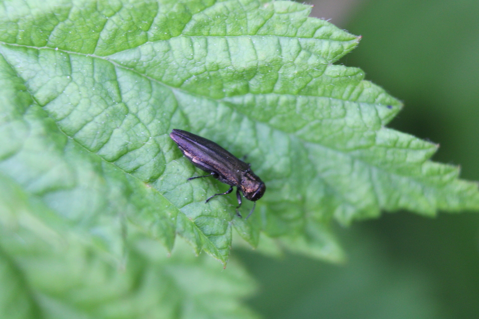 Agrilus cuprescens - földiszeder-karcsúdíszbogár