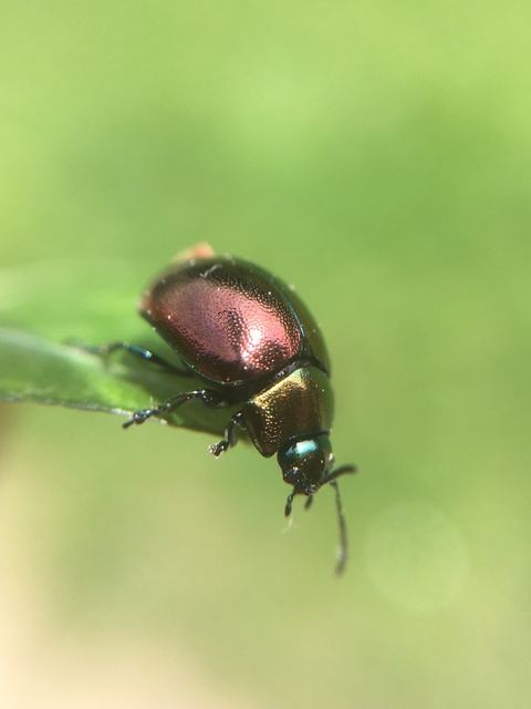 Chrysolina varians - kis orbáncfűlevelész