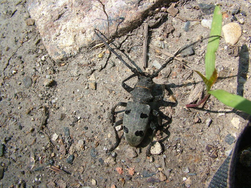 Morimus asper funereus - gyászcincér