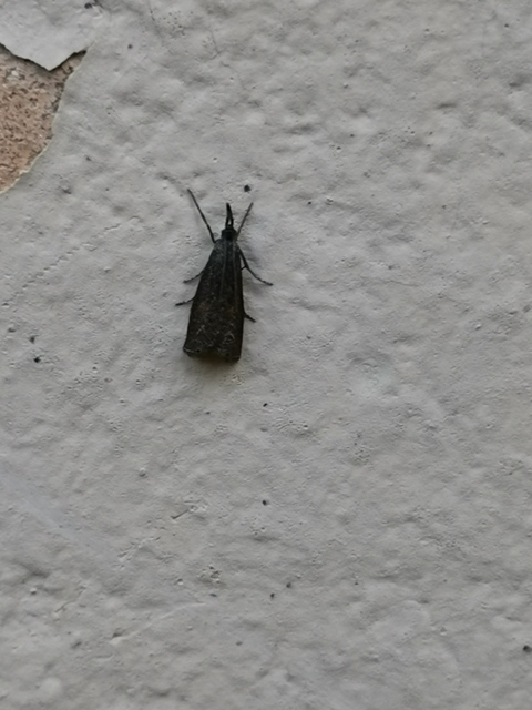 Platytes cerussella - törpe fűgyökérmoly