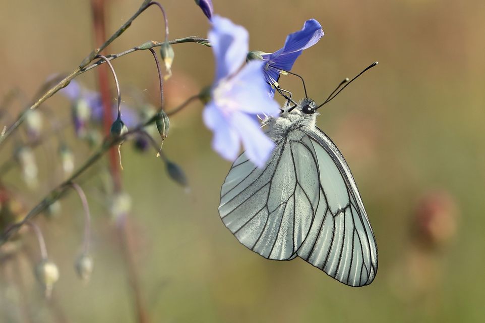 Aporia crataegi - galagonyalepke