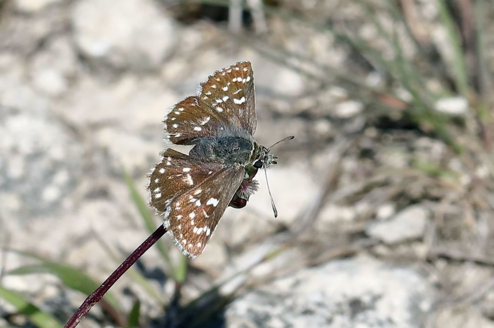 Spialia orbifer - törpe busalepke